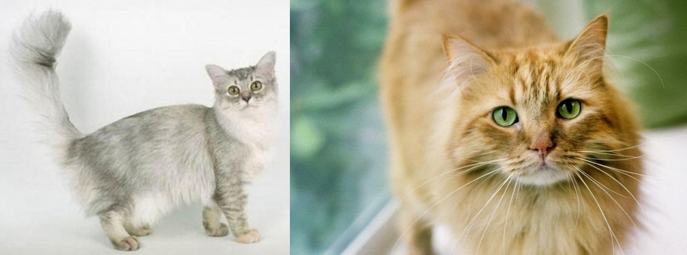 Ginger Tabby vs Asian Semi-Longhair - Breed Comparison
