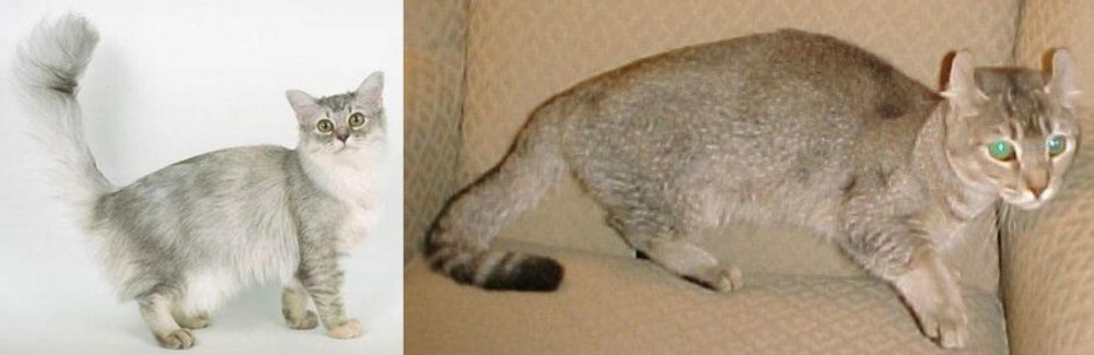Jaguarundi Curl vs Asian Semi-Longhair - Breed Comparison