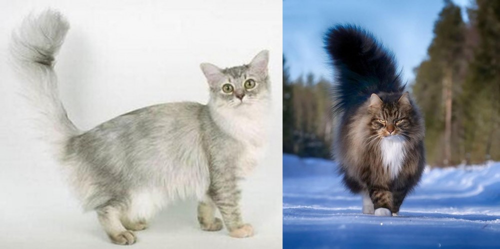 Norwegian Forest Cat vs Asian Semi-Longhair - Breed Comparison