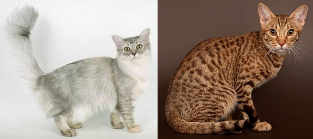 Ocicat vs Asian Semi-Longhair - Breed Comparison