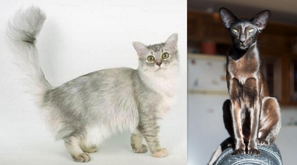 Oriental Shorthair vs Asian Semi-Longhair - Breed Comparison