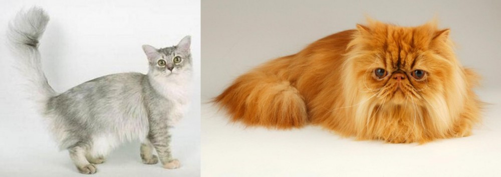 Persian vs Asian Semi-Longhair - Breed Comparison