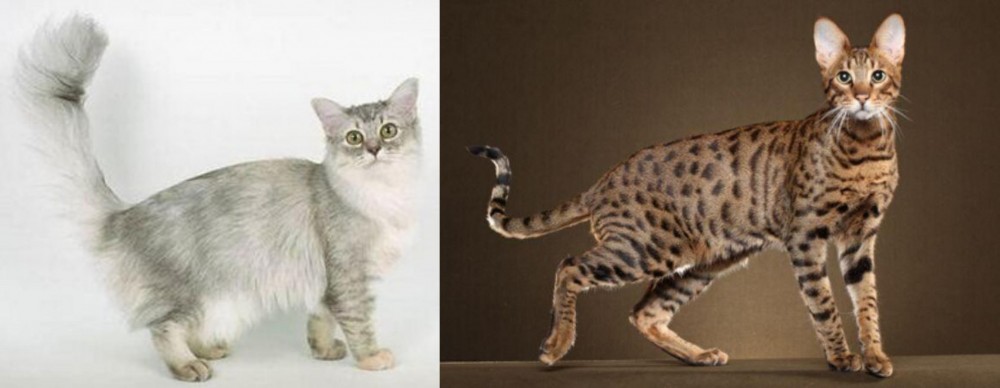 Savannah vs Asian Semi-Longhair - Breed Comparison