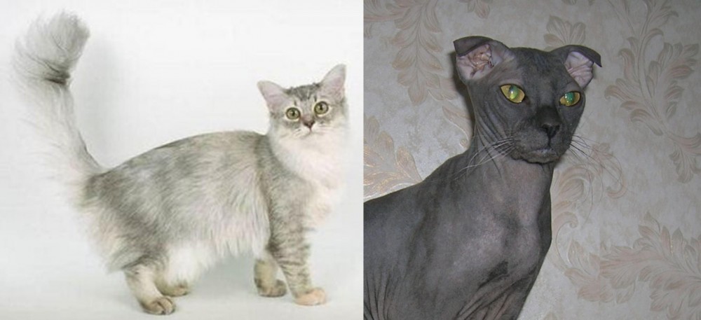 Ukrainian Levkoy vs Asian Semi-Longhair - Breed Comparison