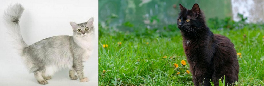 York Chocolate Cat vs Asian Semi-Longhair - Breed Comparison