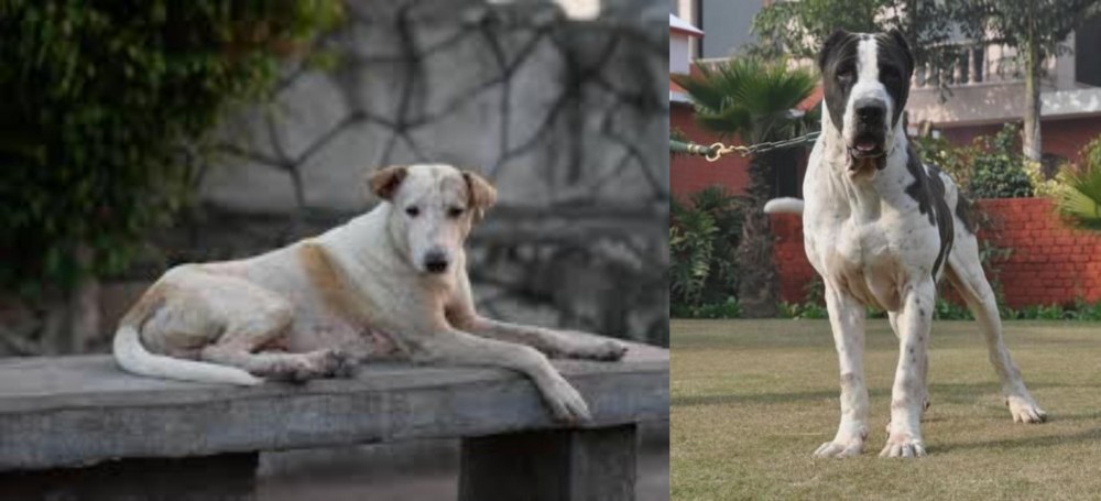 Alangu Mastiff vs Askal - Breed Comparison