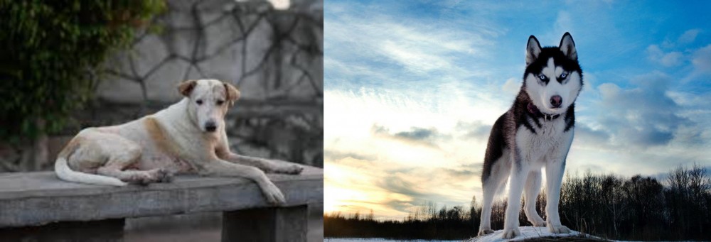 Alaskan Husky vs Askal - Breed Comparison