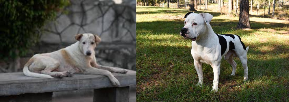 American Bulldog vs Askal - Breed Comparison