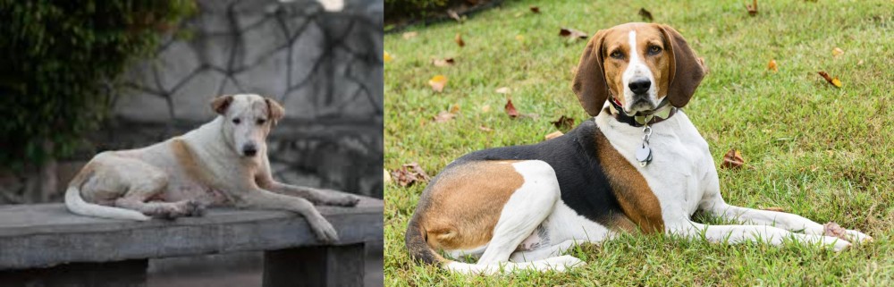 American English Coonhound vs Askal - Breed Comparison