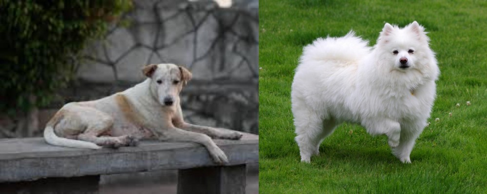 American Eskimo Dog vs Askal - Breed Comparison