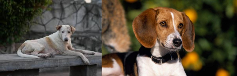 American Foxhound vs Askal - Breed Comparison
