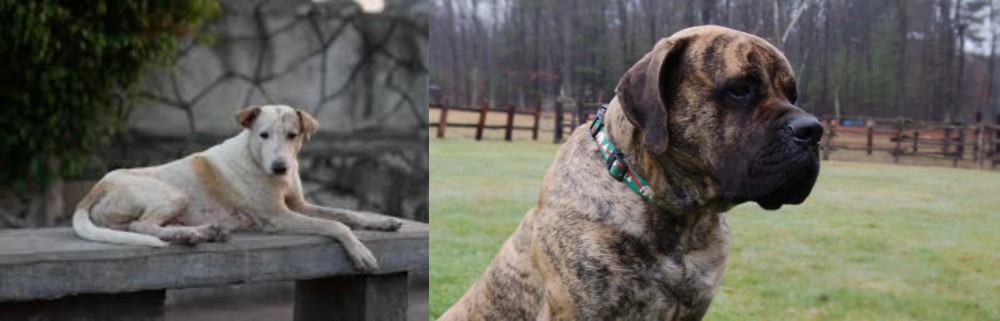 American Mastiff vs Askal - Breed Comparison