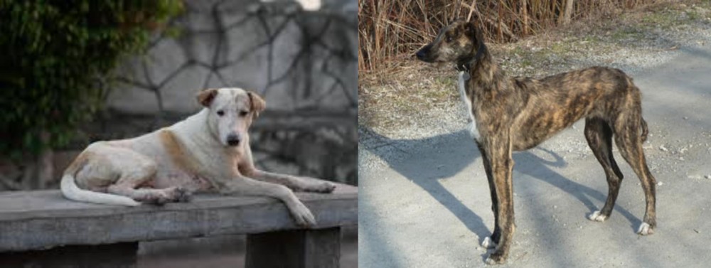 American Staghound vs Askal - Breed Comparison