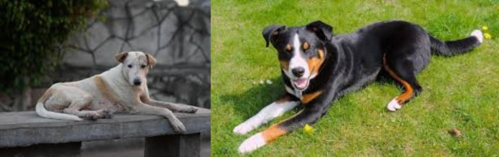 Appenzell Mountain Dog vs Askal - Breed Comparison