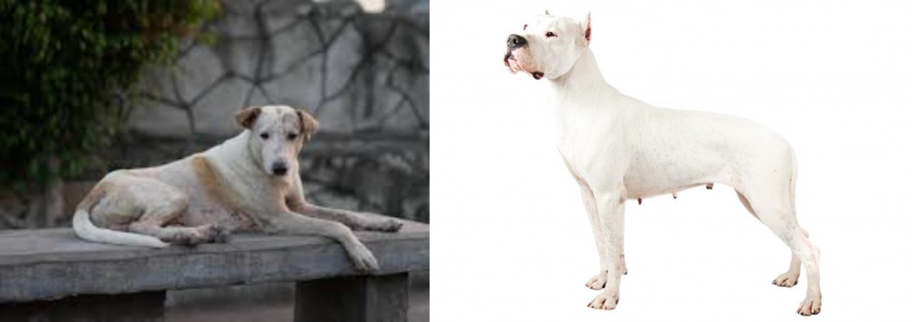 Argentine Dogo vs Askal - Breed Comparison