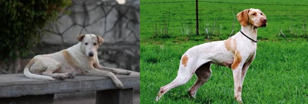 Ariege Pointer vs Askal - Breed Comparison