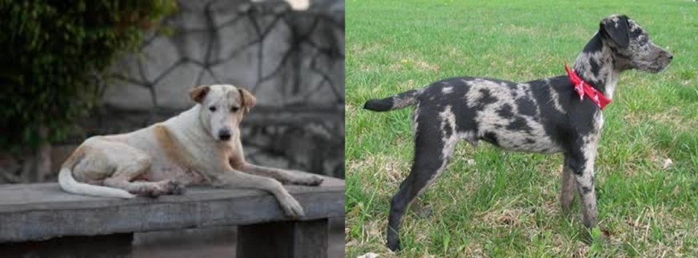 Atlas Terrier vs Askal - Breed Comparison