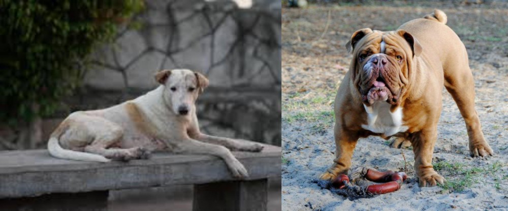 Australian Bulldog vs Askal - Breed Comparison