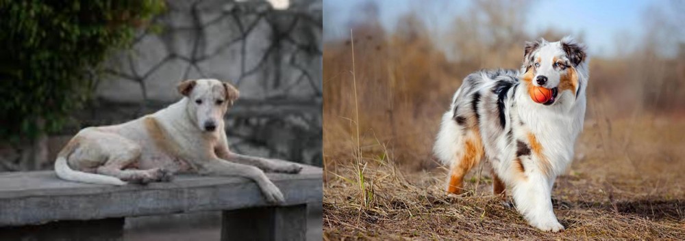 Australian Shepherd vs Askal - Breed Comparison