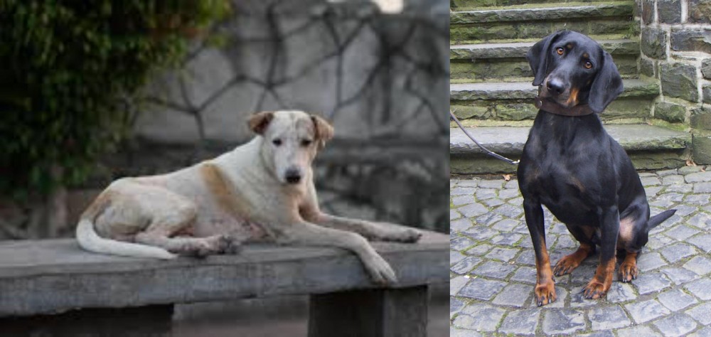 Austrian Black and Tan Hound vs Askal - Breed Comparison