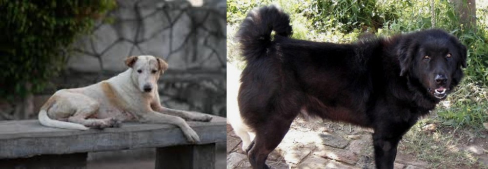 Bakharwal Dog vs Askal - Breed Comparison