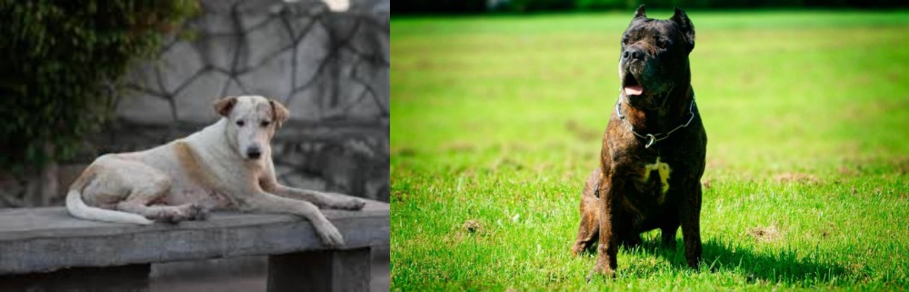 Bandog vs Askal - Breed Comparison