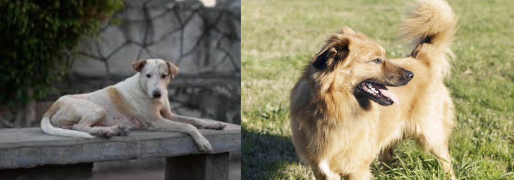 Basque Shepherd vs Askal - Breed Comparison