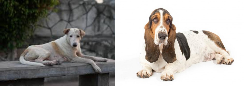Basset Hound vs Askal - Breed Comparison