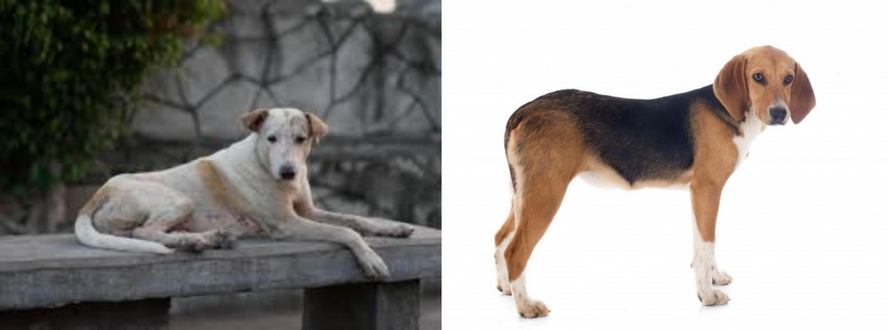Beagle-Harrier vs Askal - Breed Comparison