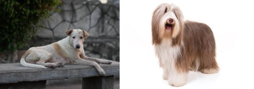 Bearded Collie vs Askal - Breed Comparison