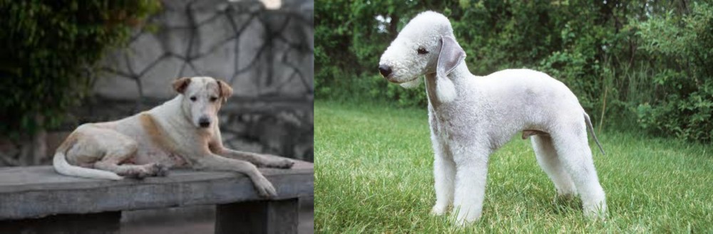 Bedlington Terrier vs Askal - Breed Comparison