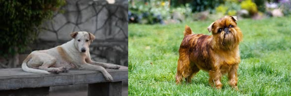 Belgian Griffon vs Askal - Breed Comparison