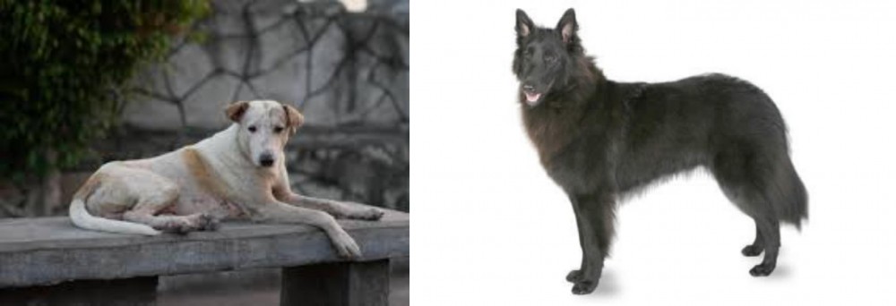 Belgian Shepherd vs Askal - Breed Comparison