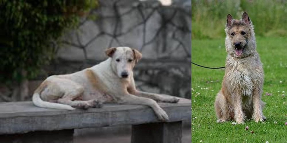 Belgian Shepherd Dog (Laekenois) vs Askal - Breed Comparison