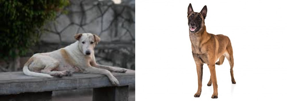 Belgian Shepherd Dog (Malinois) vs Askal - Breed Comparison