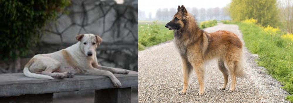 Belgian Shepherd Dog (Tervuren) vs Askal - Breed Comparison
