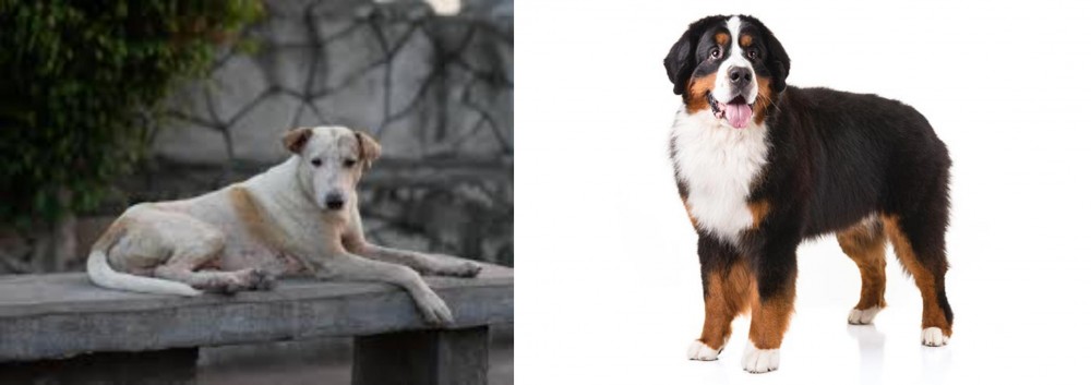 Bernese Mountain Dog vs Askal - Breed Comparison