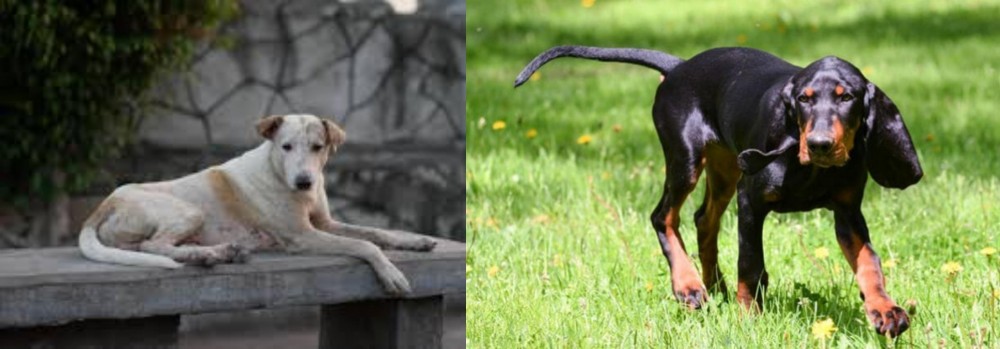 Black and Tan Coonhound vs Askal - Breed Comparison
