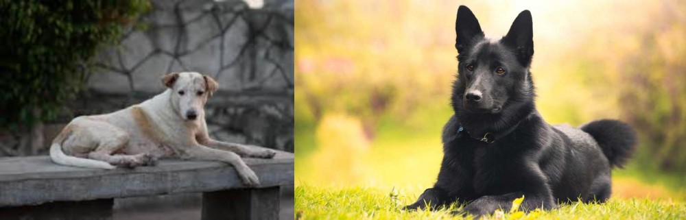 Black Norwegian Elkhound vs Askal - Breed Comparison