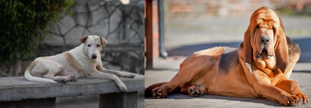 Bloodhound vs Askal - Breed Comparison