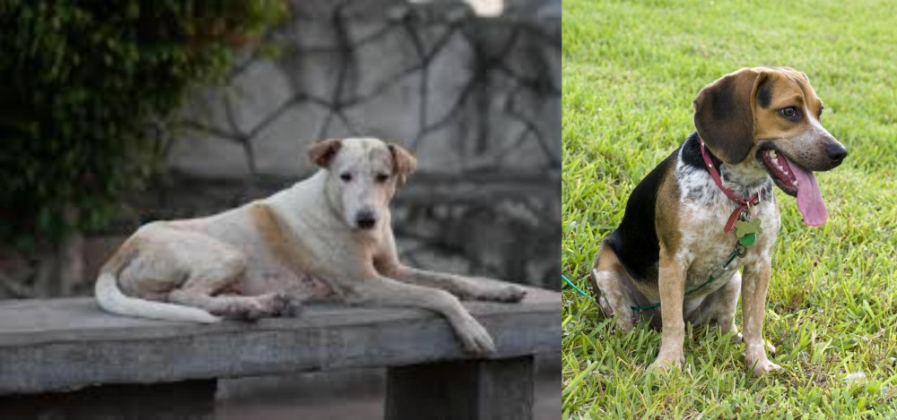Bluetick Beagle vs Askal - Breed Comparison