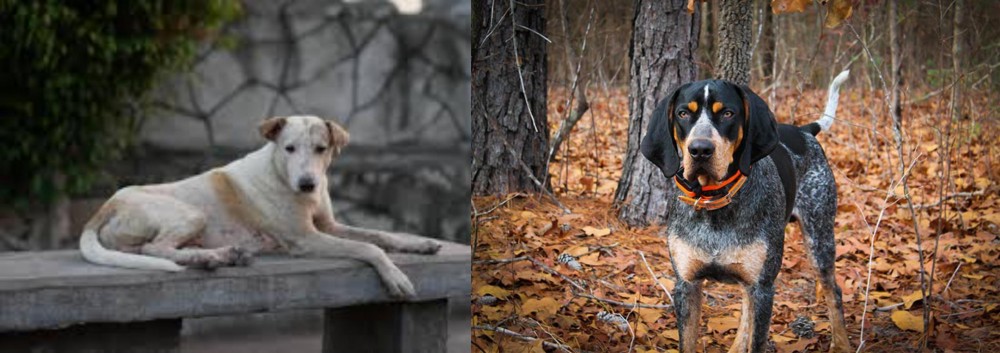 Bluetick Coonhound vs Askal - Breed Comparison
