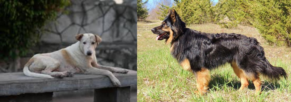 Bohemian Shepherd vs Askal - Breed Comparison