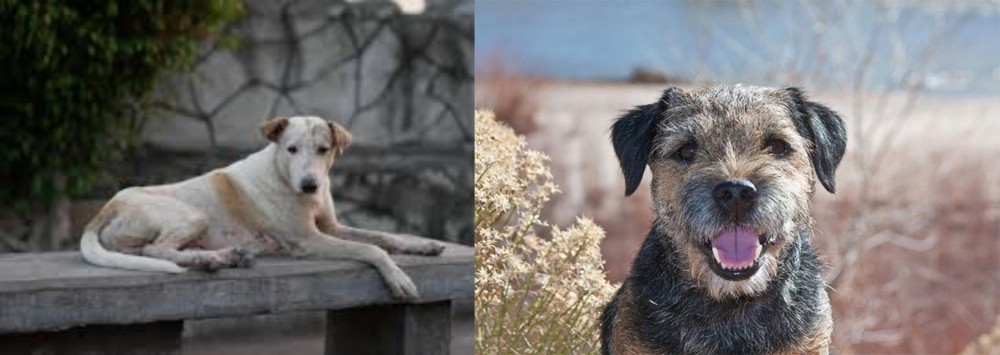 Border Terrier vs Askal - Breed Comparison