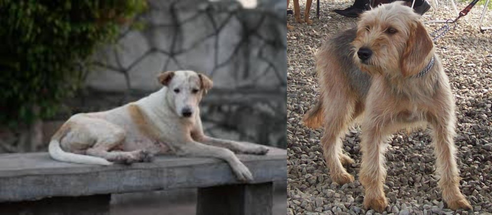 Bosnian Coarse-Haired Hound vs Askal - Breed Comparison