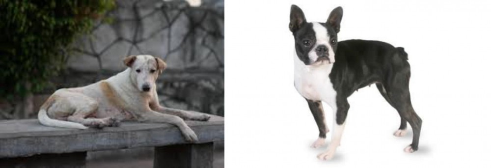 Boston Terrier vs Askal - Breed Comparison