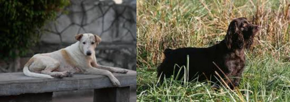Boykin Spaniel vs Askal - Breed Comparison