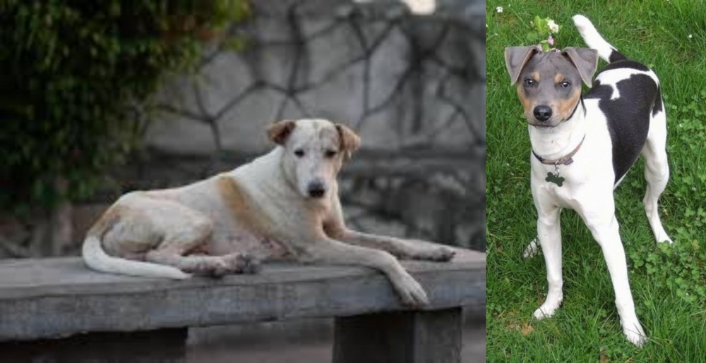 Brazilian Terrier vs Askal - Breed Comparison