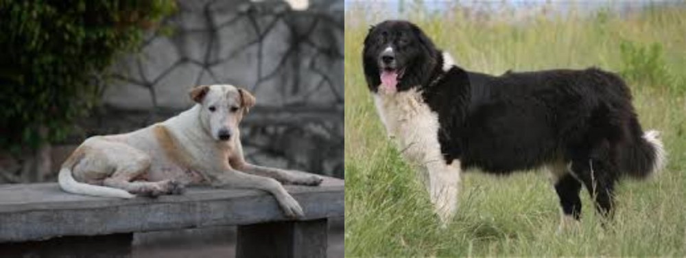 Bulgarian Shepherd vs Askal - Breed Comparison