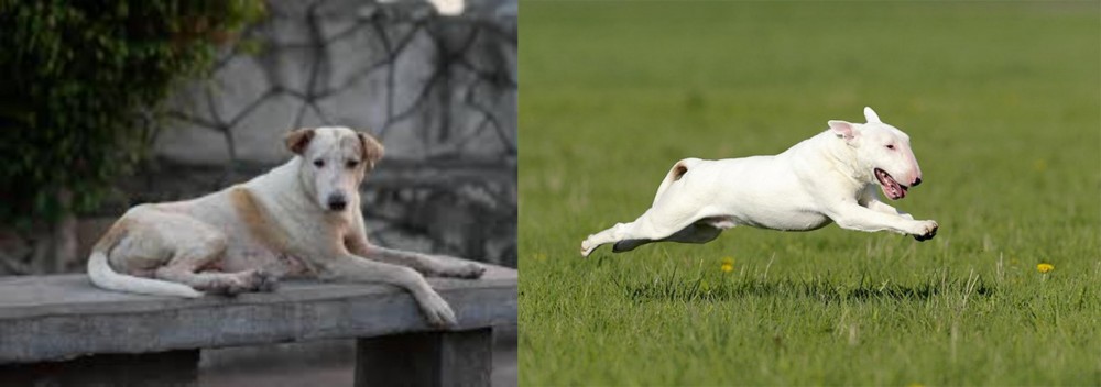 Bull Terrier vs Askal - Breed Comparison